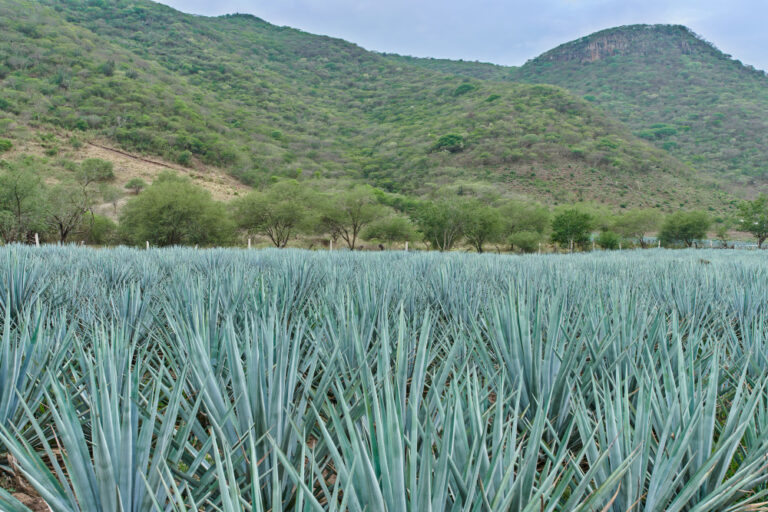 Agaves de Jalisco